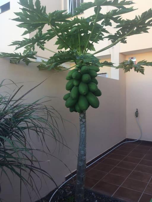 Independiente Estudio En Acogedora Casita De Mai Costa Adeje (Tenerife)